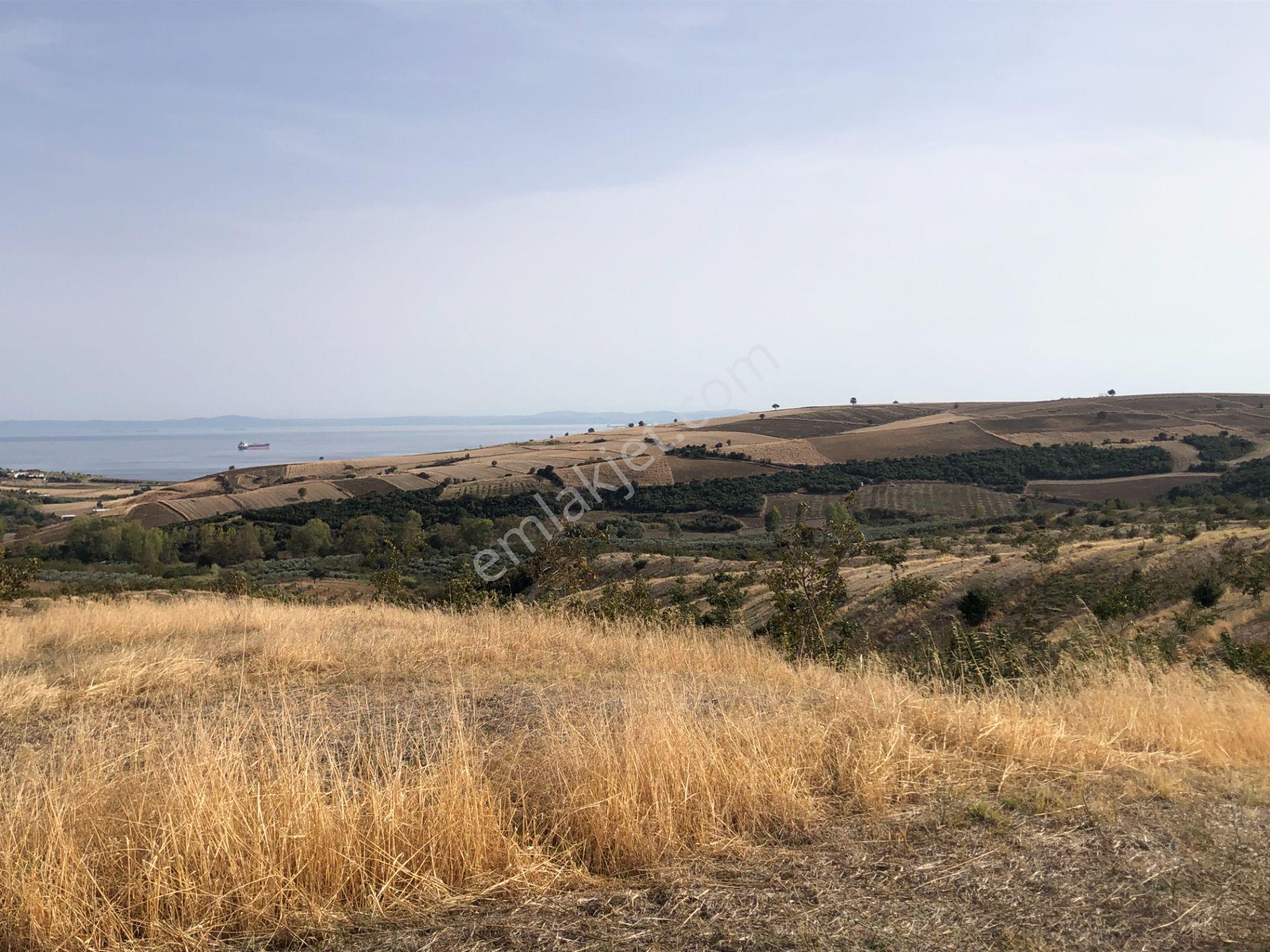 Şarköy De Işık Emlaktan Şenköy Mah De 2900 M2 Çevizlik - Görsel 12