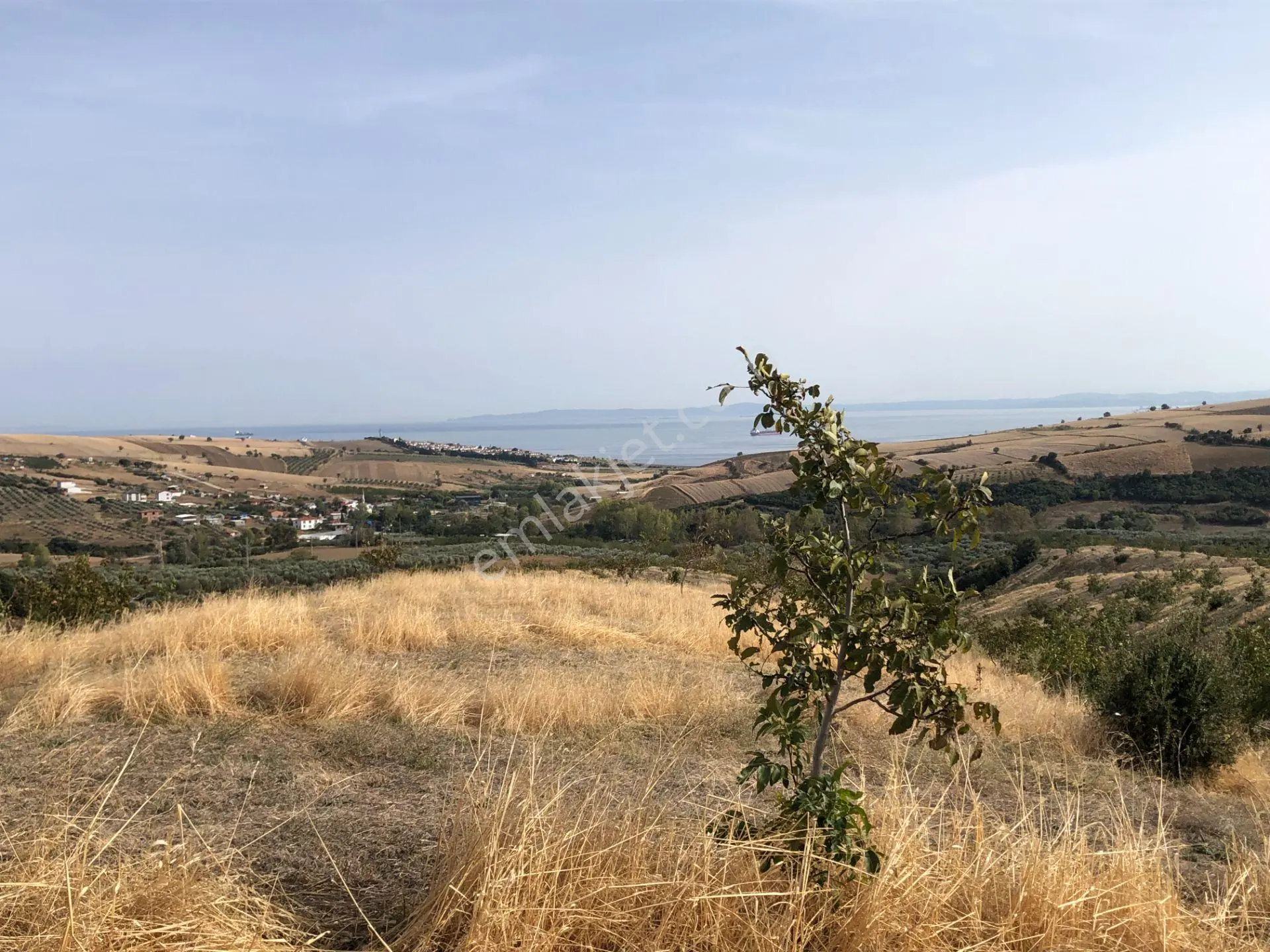 Şarköy De Işık Emlaktan Şenköy Mah De 2900 M2 Çevizlik - Görsel 2