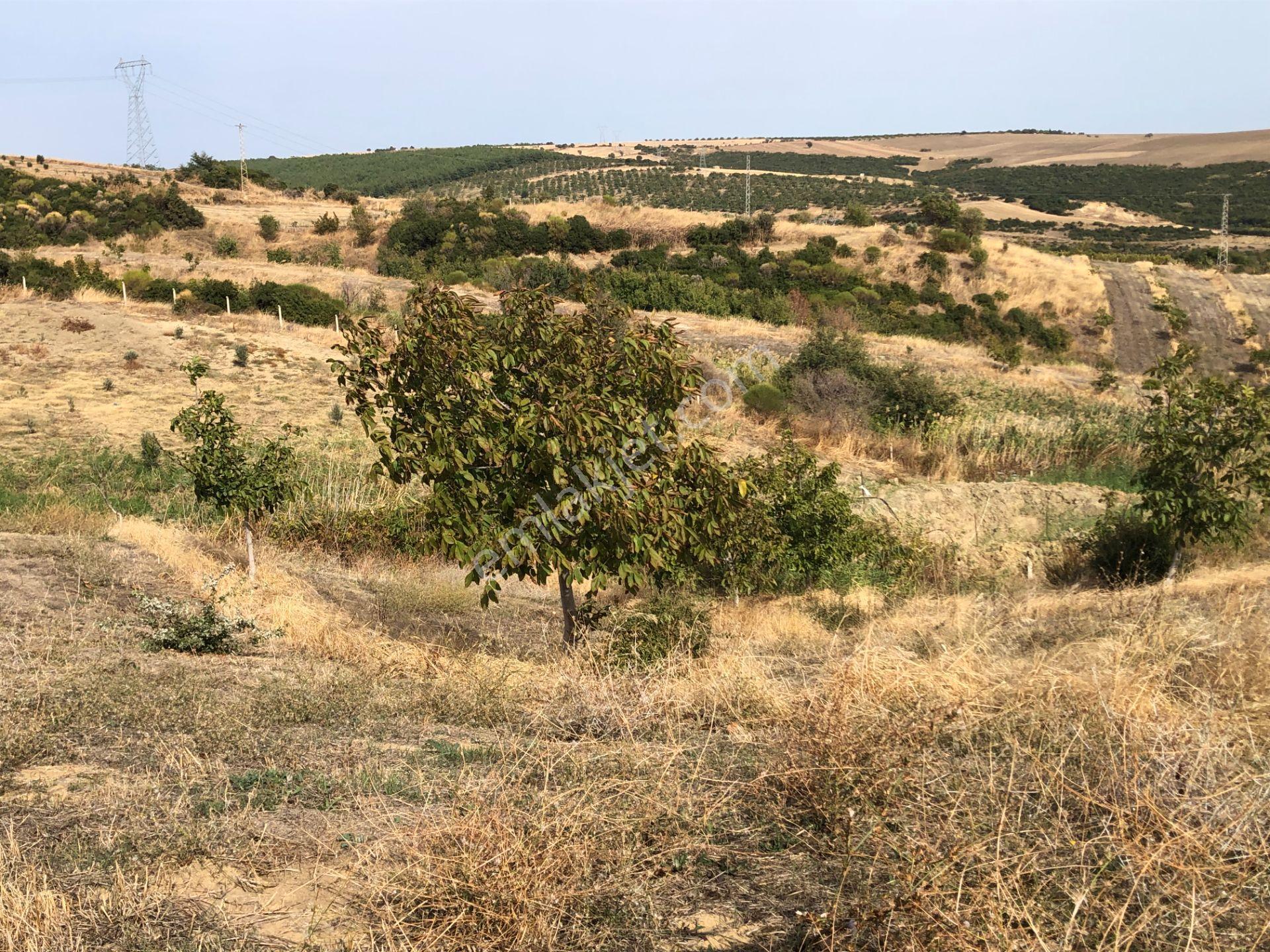 Şarköy De Işık Emlaktan Şenköy Mah De 2900 M2 Çevizlik - Görsel 10
