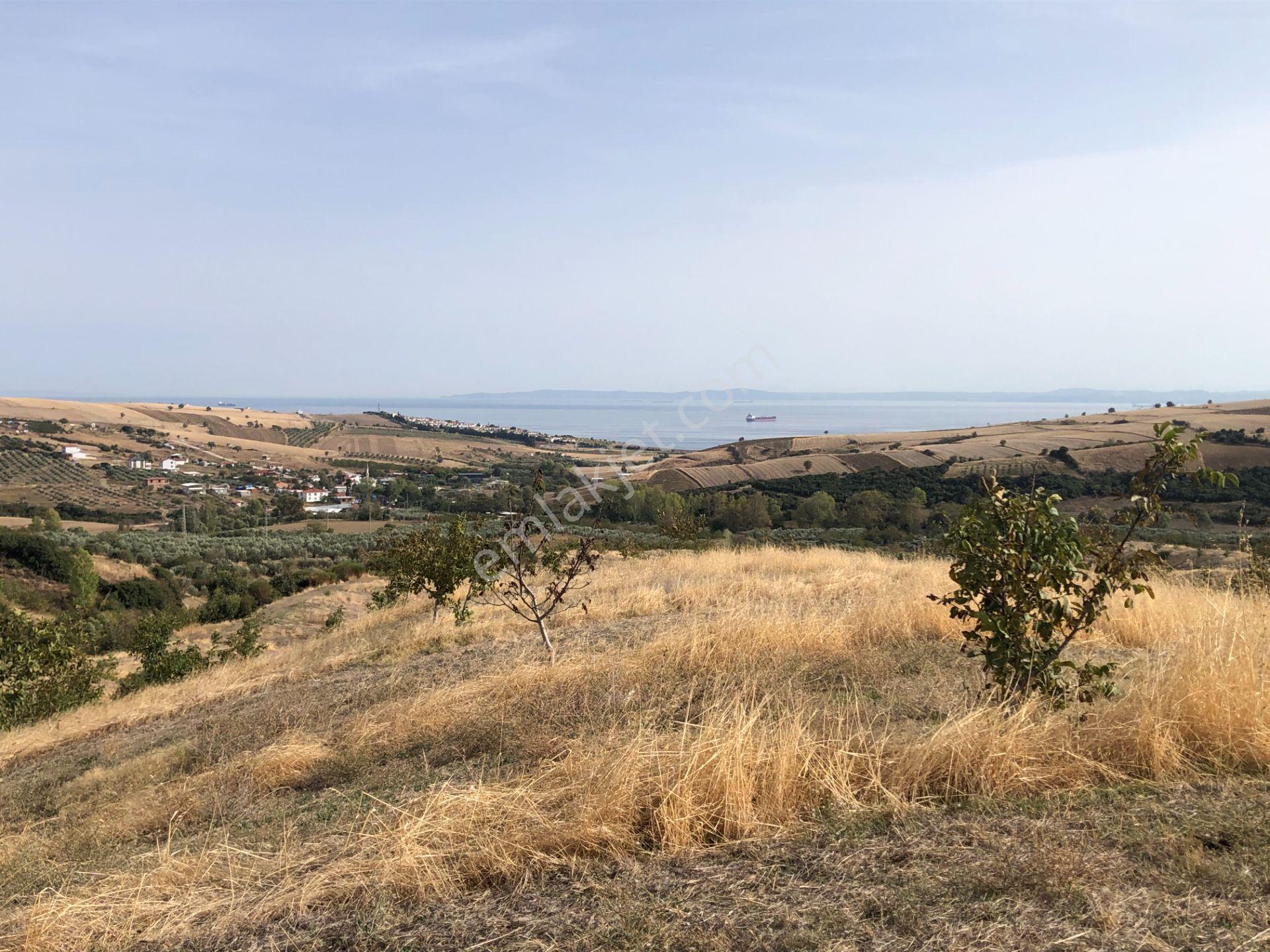 Şarköy De Işık Emlaktan Şenköy Mah De 2900 M2 Çevizlik - Görsel 6
