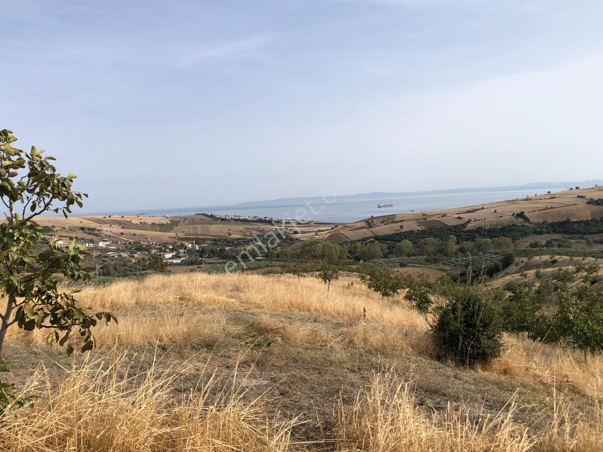 Şarköy Şenköy Satılık Bağ & Bahçe  ŞARKÖY DE IŞIK EMLAKTAN ŞENKÖY MAH DE 2900 M2 ÇEVİZLİK