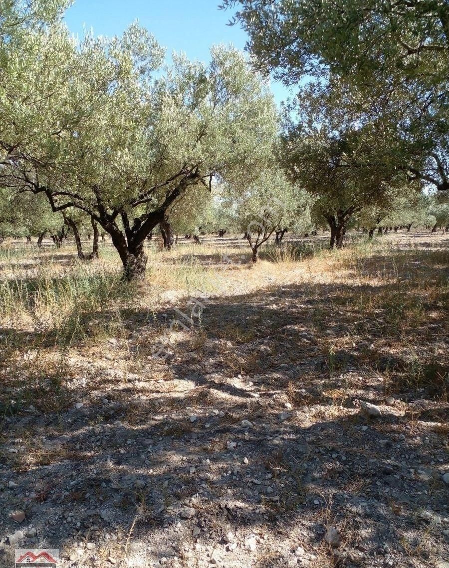 Kırkağaç Şair Eşref Satılık Zeytinlik Kırkağaç Da Fahri Sertel Emlaktan Satılık 2 Parça Ayrı Tapulu Zeytinlik