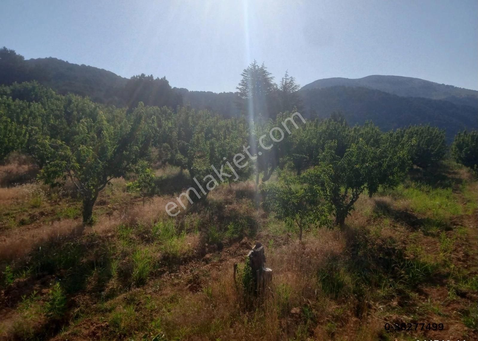 Kemalpaşa Beşpınar Satılık Tarla MANİSA SPİL DAĞI ETEĞİNDE  MUHTEŞEM MANZARALI KİRAZ VE CEVİZ BAHÇESİ FAHRİ SERTEL EMLAK'TAN