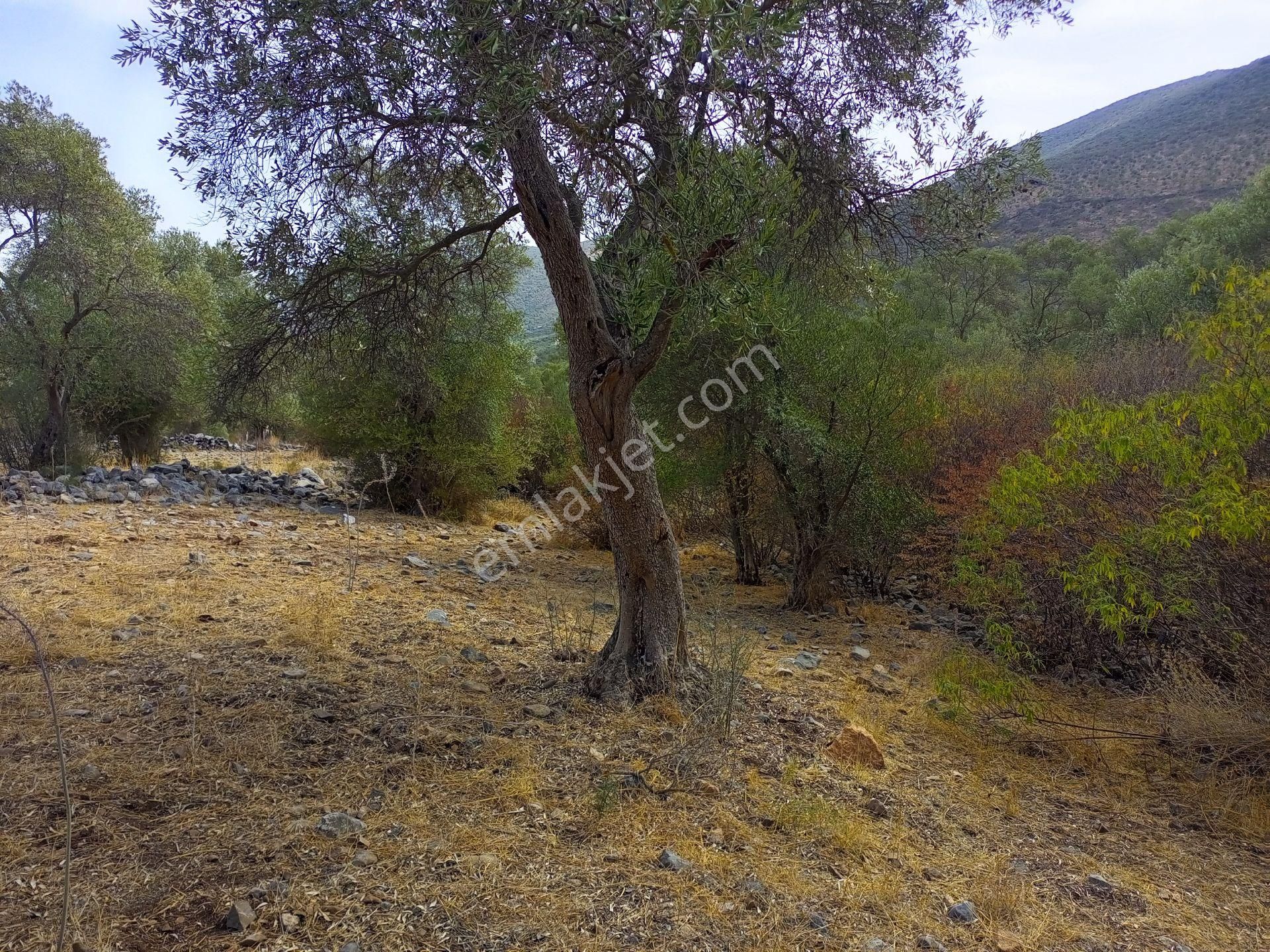 Milas Ovakışlacık Satılık Zeytinlik Milas Ovakışlacık Mahallesinde Satılık Zeytinlik Vasıflı Arazi