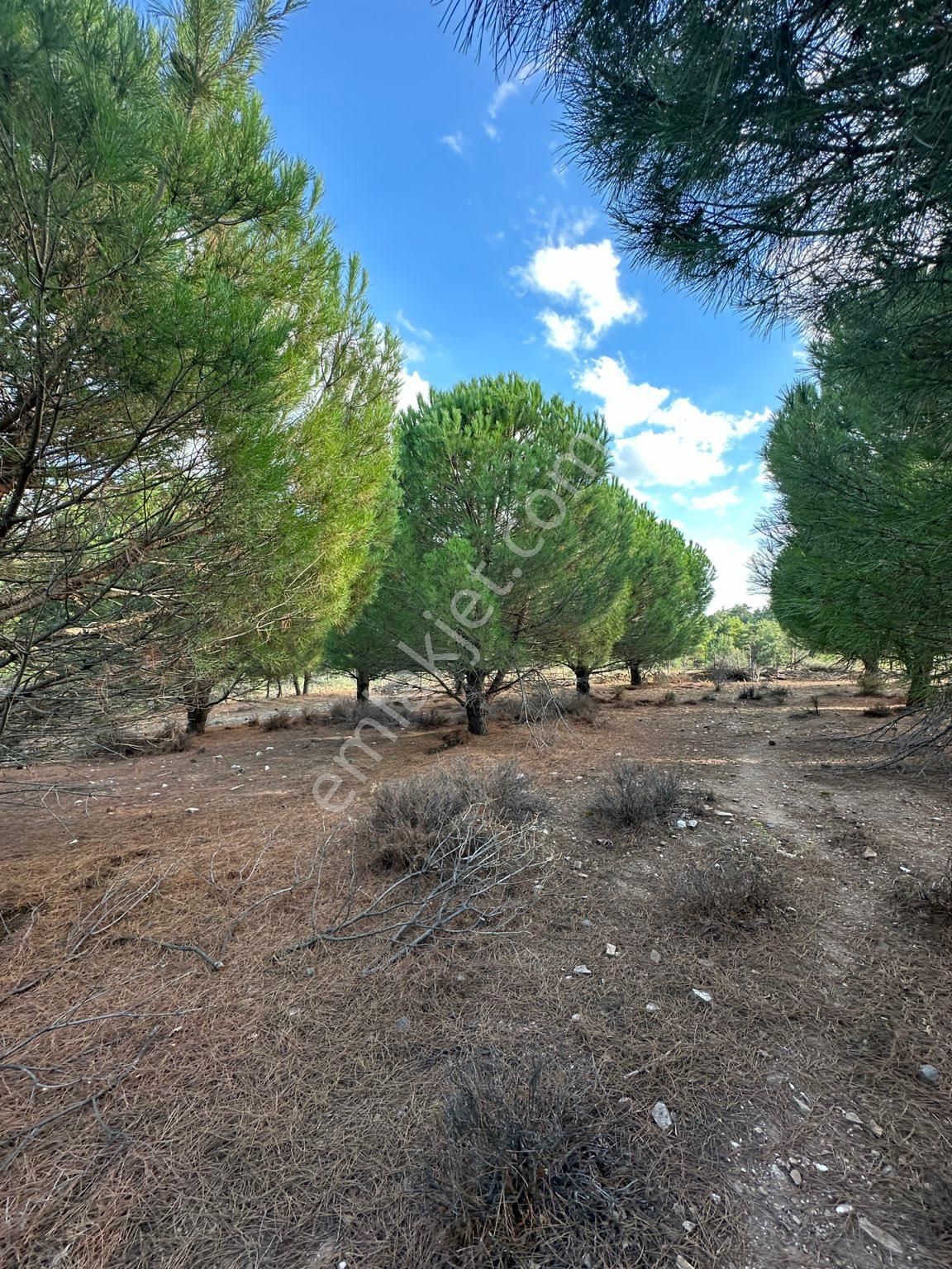 Çanakkale Merkez Karapınar Köyü Satılık Tarla  ÇANAKKALE MERKEZ KARAPINAR KÖYÜNDE KÖYE YAKIN YETİŞKİM ÇAM FISTIĞI AĞAÇLARI OLAN 5397 M2 TARLA