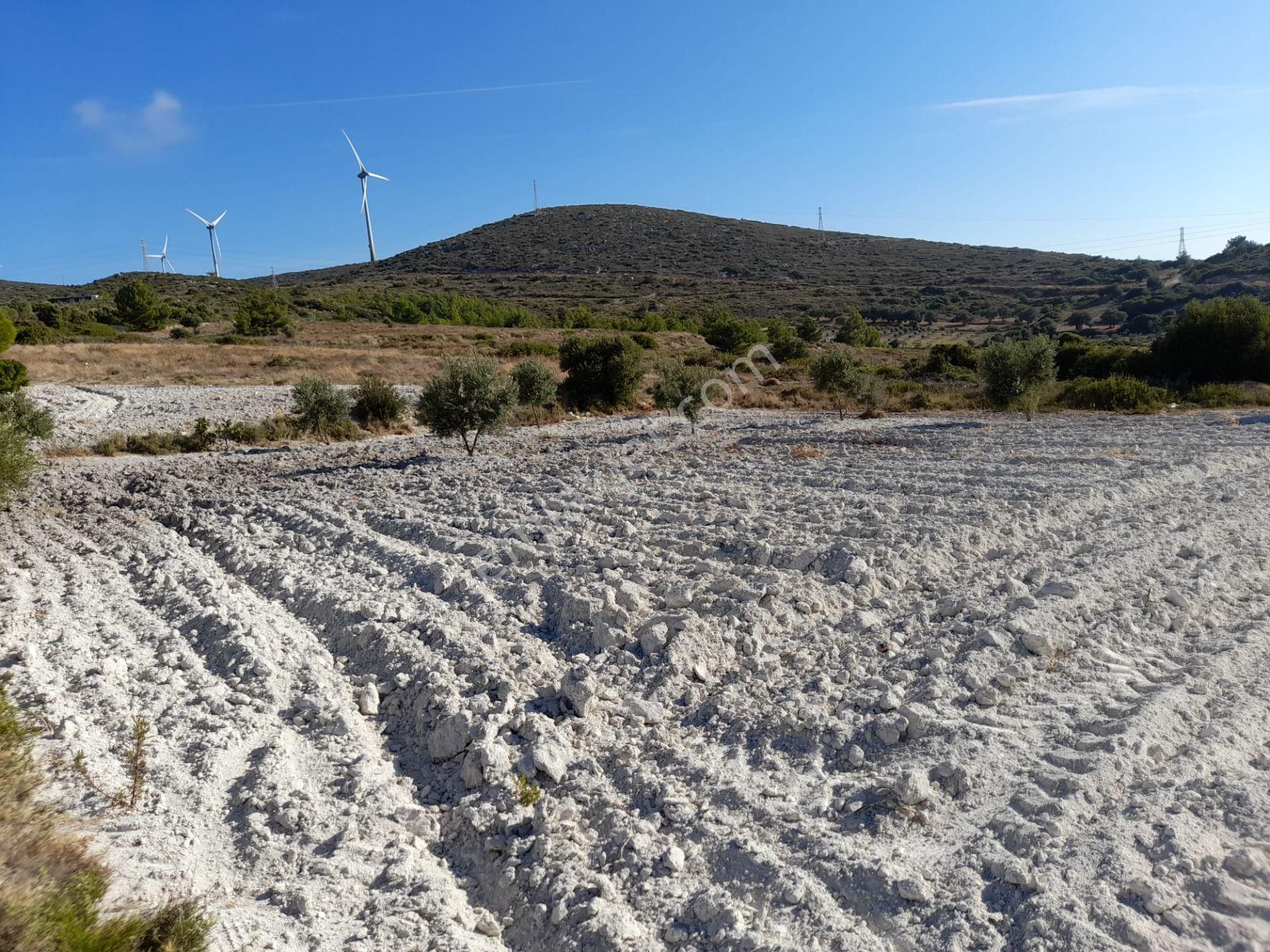 Çeşme Alaçatı Satılık Tarla Alaçatı'da Satılık Fırsat Tarla