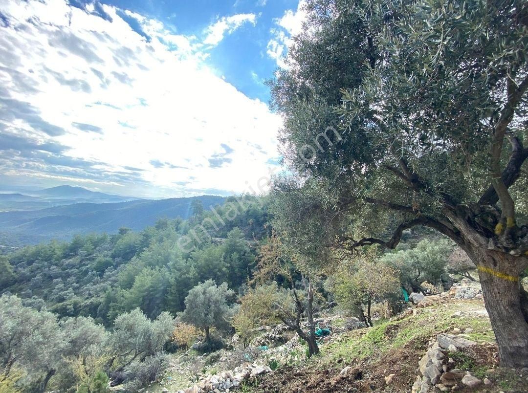 Sahibinden Muğla Milas Çomakdağ Köye Yakın 233m² Tarla 205 Bin Tl Takas Olur - Görsel 3