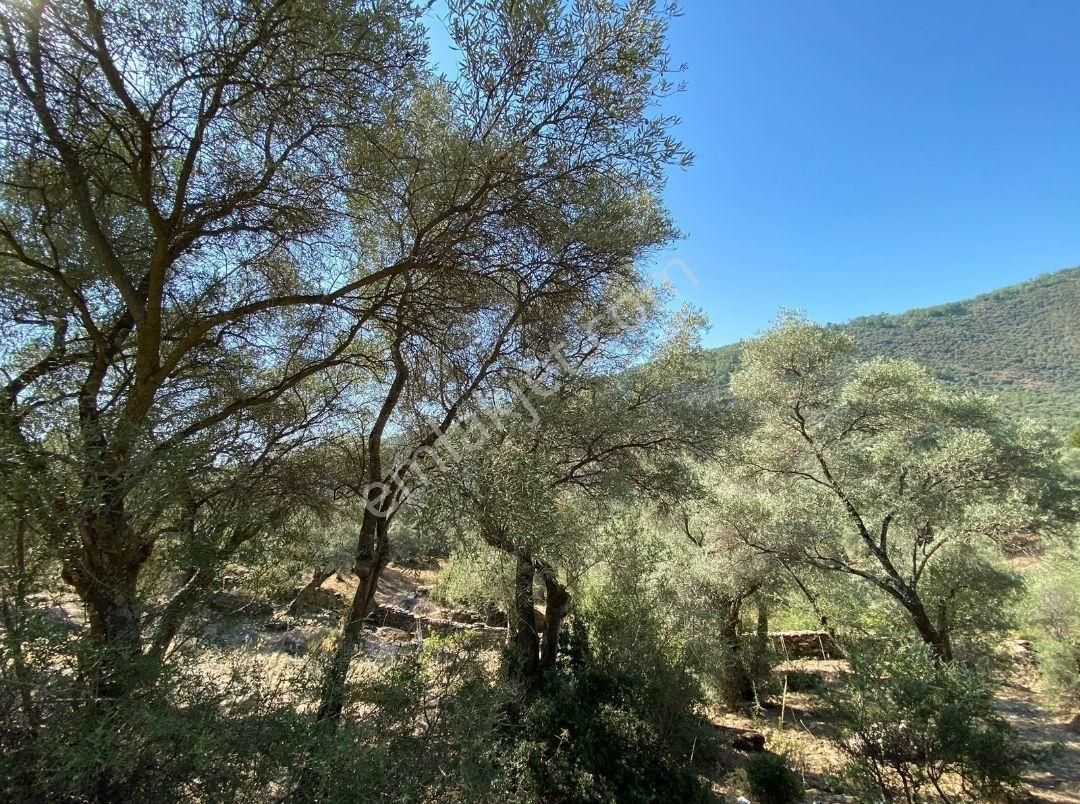 Sahibinden Muğla Milas Çomakdağ Köye Yakın 233m² Tarla 205 Bin Tl Takas Olur - Görsel 2