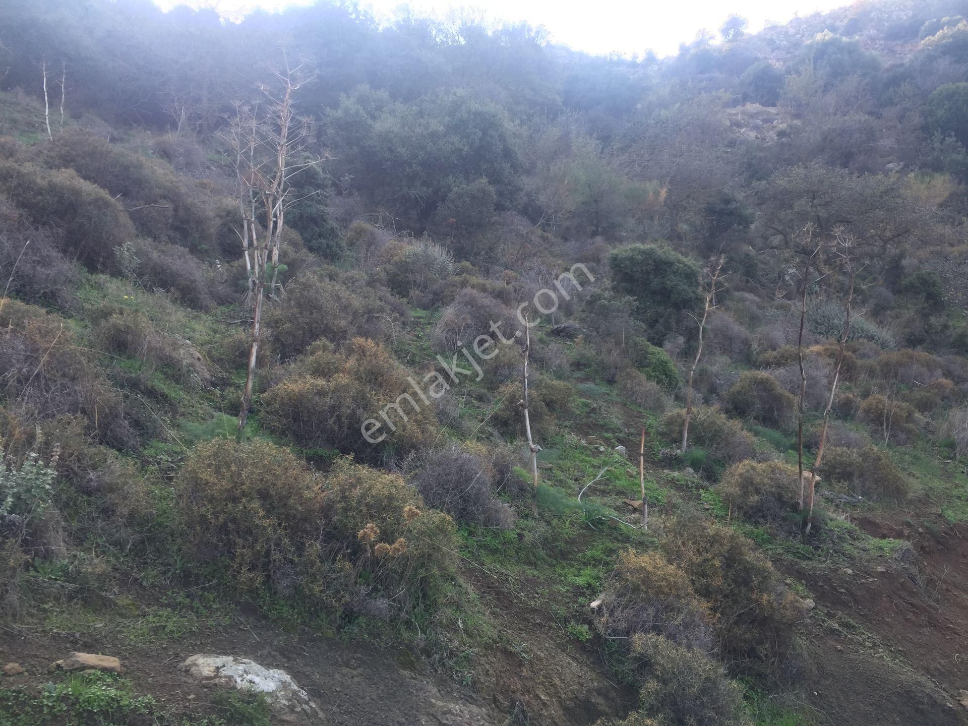Bodrum Da Satılık Veya Kat Karşılığı İmarlı Malikane Arsaları - Görsel 4