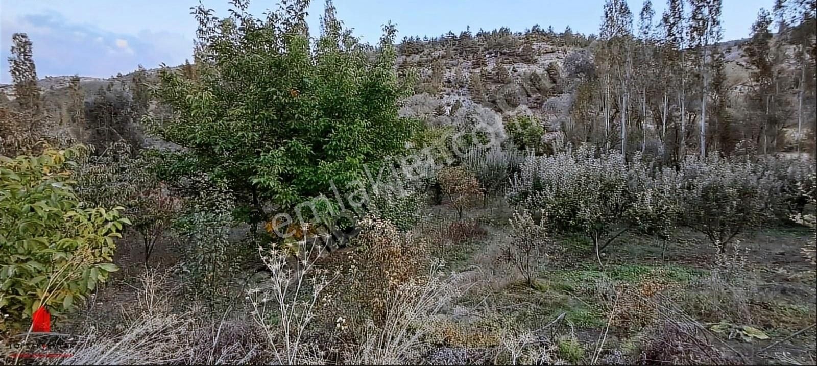 Başarakavak 1121m2 Önü Asfalt Arkası Dereye Cephe Meyve Bahçesi - Görsel 4