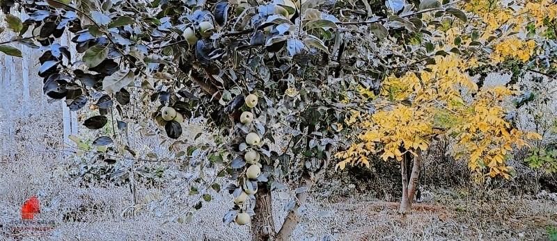 Başarakavak 1121m2 Önü Asfalt Arkası Dereye Cephe Meyve Bahçesi - Görsel 20