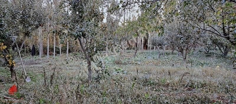 Başarakavak 1121m2 Önü Asfalt Arkası Dereye Cephe Meyve Bahçesi - Görsel 24