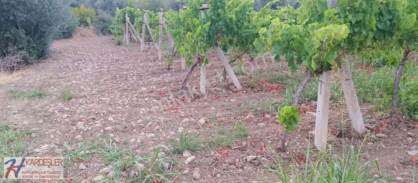 Pamukova Ahılar Mah. Bakımlı Müşküle Cinsi Telli Üzüm Bağı - Görsel 28