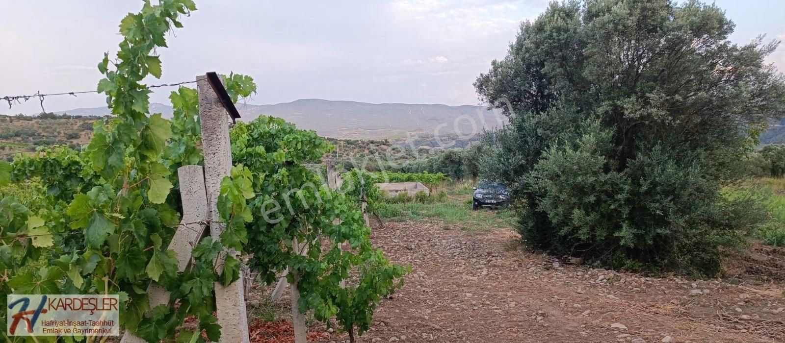 Pamukova Ahılar Mah. Bakımlı Müşküle Cinsi Telli Üzüm Bağı - Görsel 29