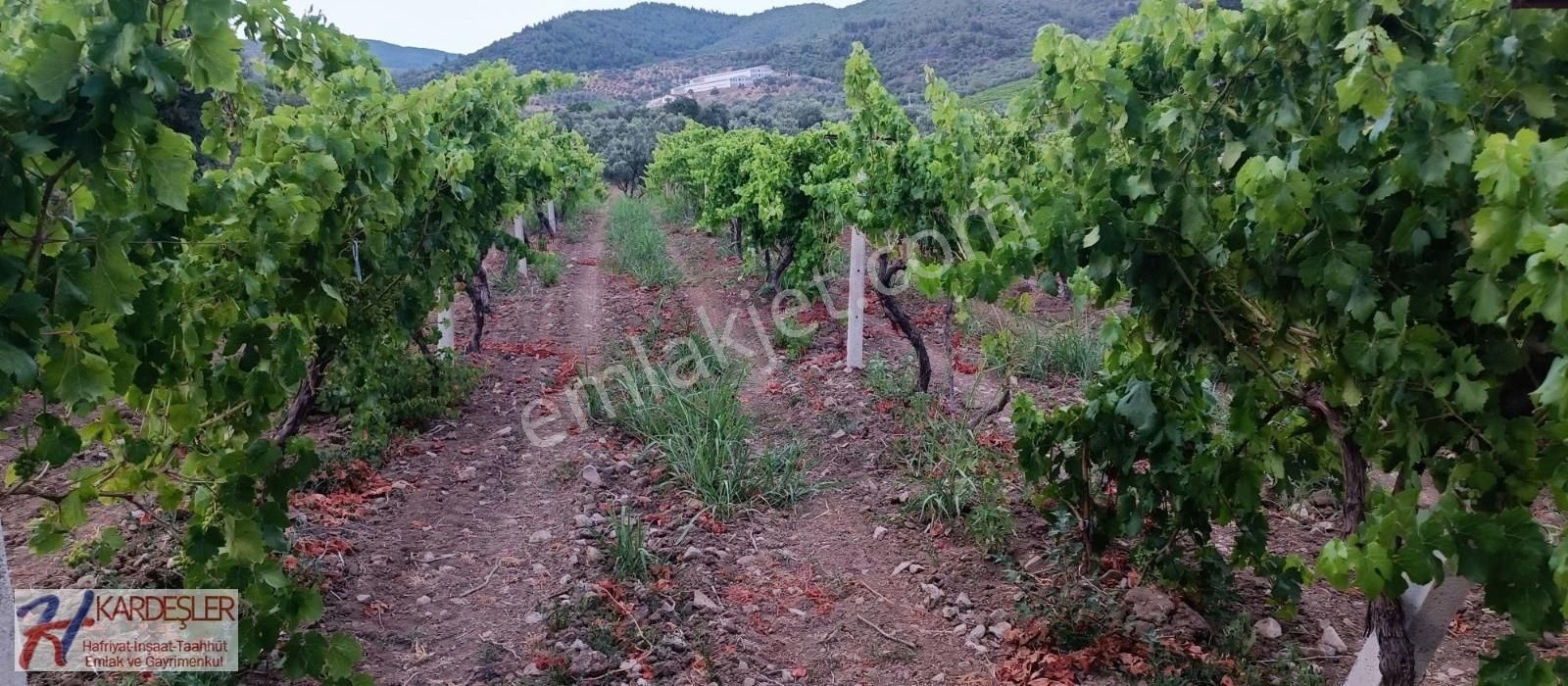 Pamukova Ahılar Mah. Bakımlı Müşküle Cinsi Telli Üzüm Bağı - Görsel 6