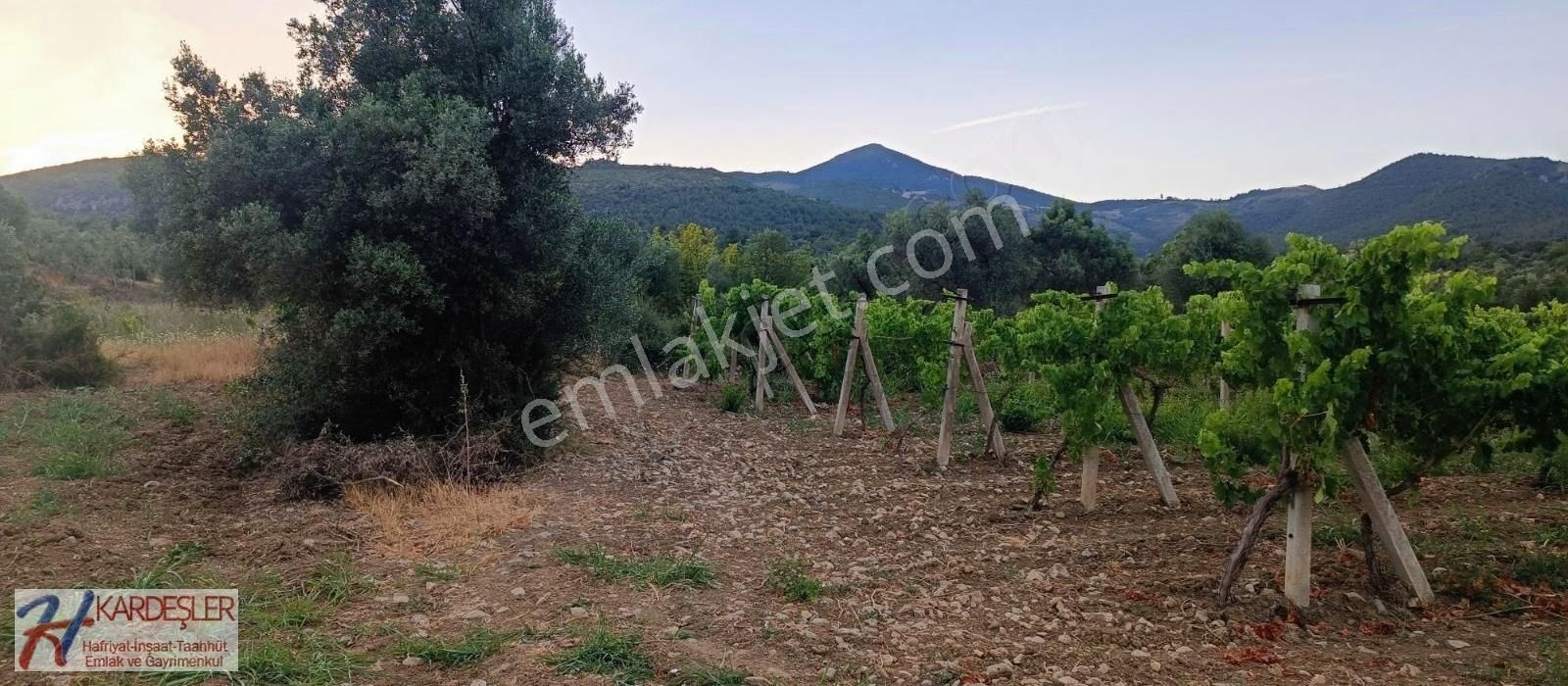 Pamukova Ahılar Mah. Bakımlı Müşküle Cinsi Telli Üzüm Bağı - Görsel 26