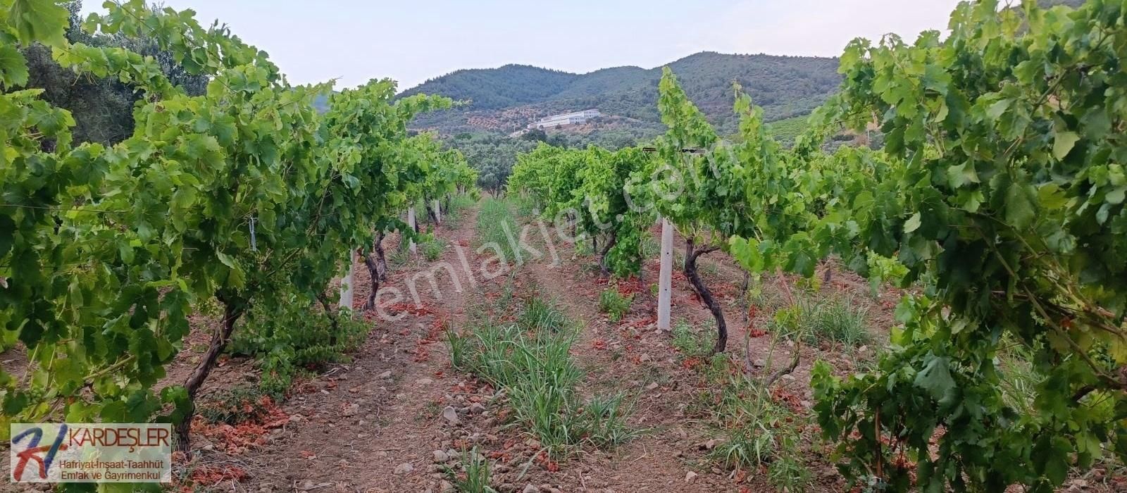 Pamukova Ahılar Mah. Bakımlı Müşküle Cinsi Telli Üzüm Bağı - Görsel 23