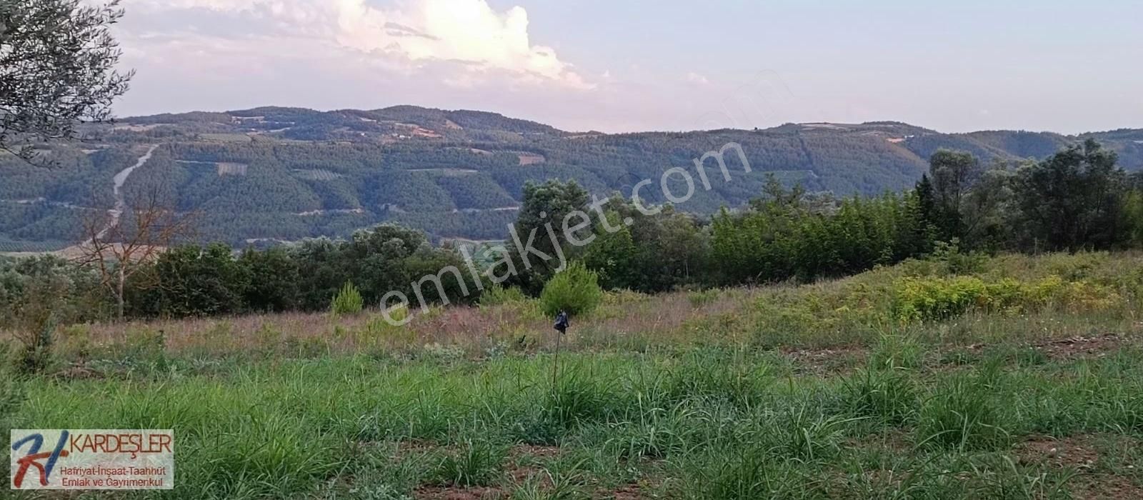 Pamukova Ahılar Mah. Bakımlı Müşküle Cinsi Telli Üzüm Bağı - Görsel 5