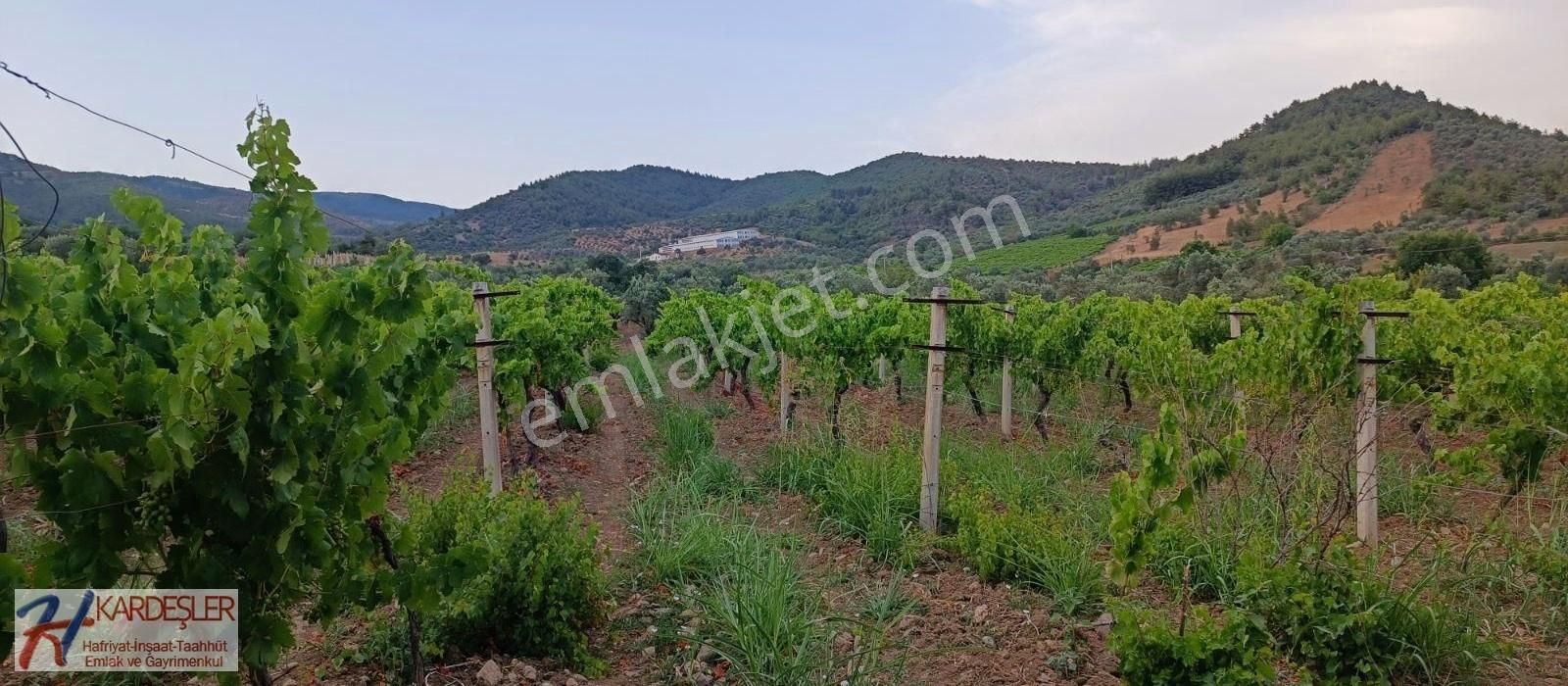 Pamukova Ahılar Mah. Bakımlı Müşküle Cinsi Telli Üzüm Bağı - Görsel 33
