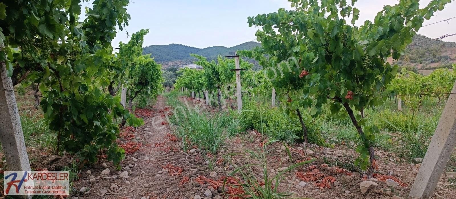 Pamukova Ahılar Mah. Bakımlı Müşküle Cinsi Telli Üzüm Bağı - Görsel 18