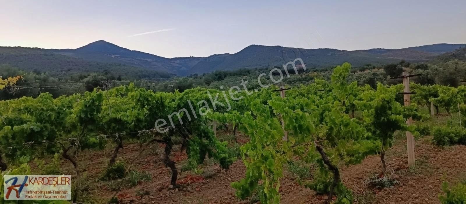 Pamukova Ahılar Mah. Bakımlı Müşküle Cinsi Telli Üzüm Bağı - Görsel 27