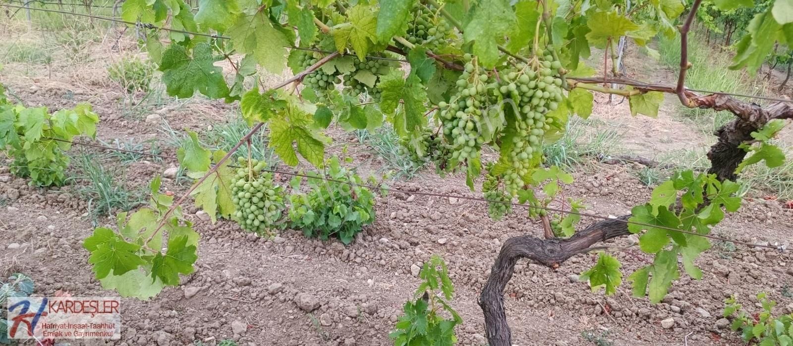 Pamukova Ahılar Mah. Bakımlı Müşküle Cinsi Telli Üzüm Bağı - Görsel 17