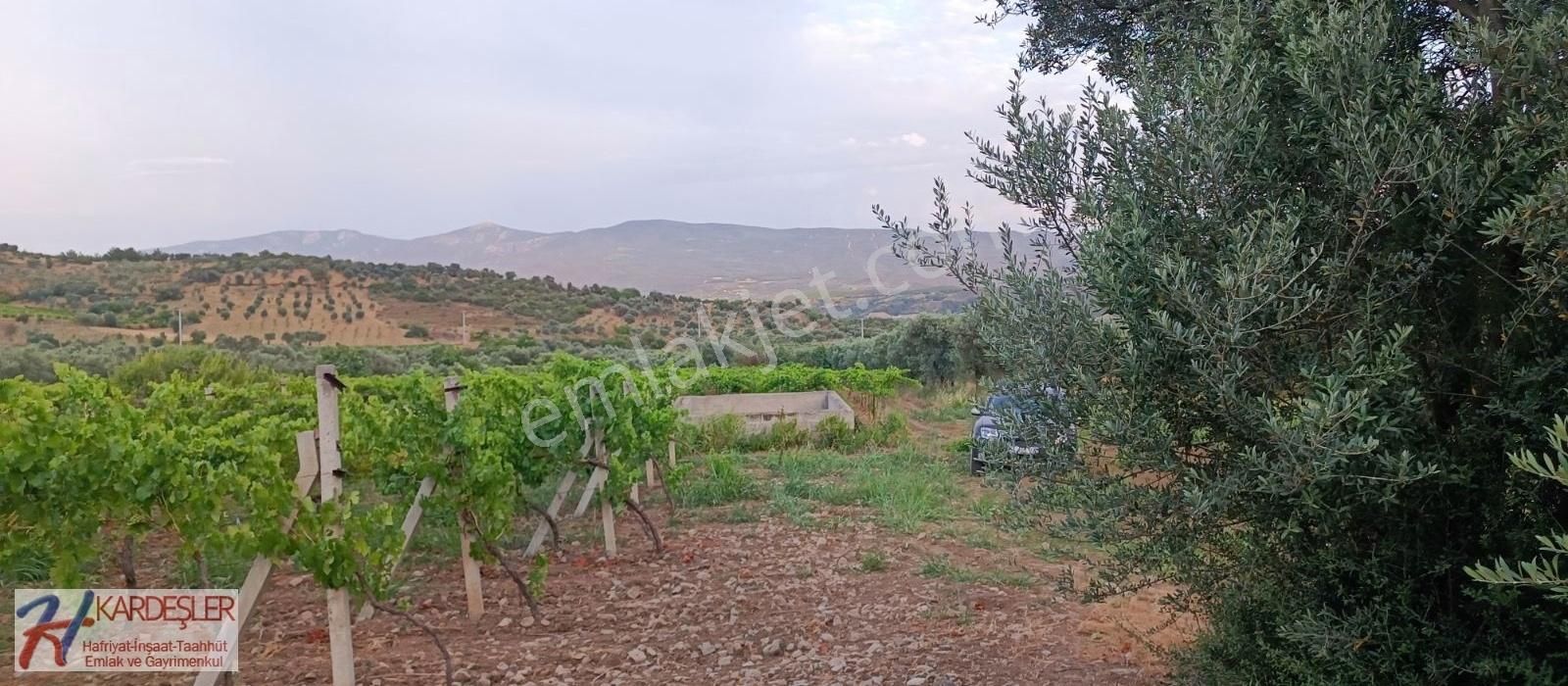 Pamukova Ahılar Mah. Bakımlı Müşküle Cinsi Telli Üzüm Bağı - Görsel 13