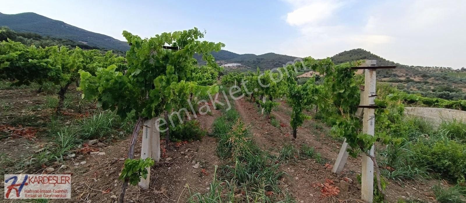 Pamukova Ahılar Mah. Bakımlı Müşküle Cinsi Telli Üzüm Bağı - Görsel 11