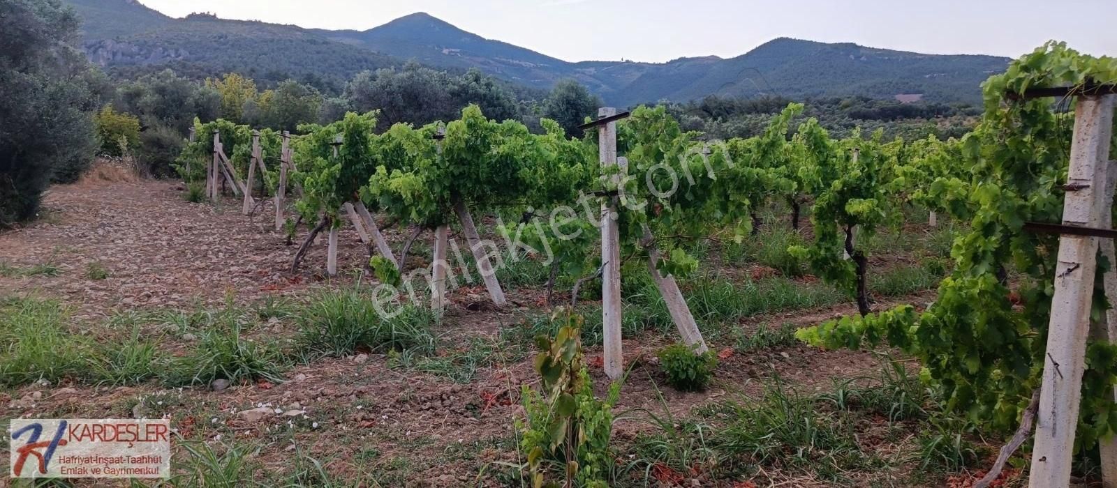 Pamukova Ahılar Mah. Bakımlı Müşküle Cinsi Telli Üzüm Bağı - Görsel 8