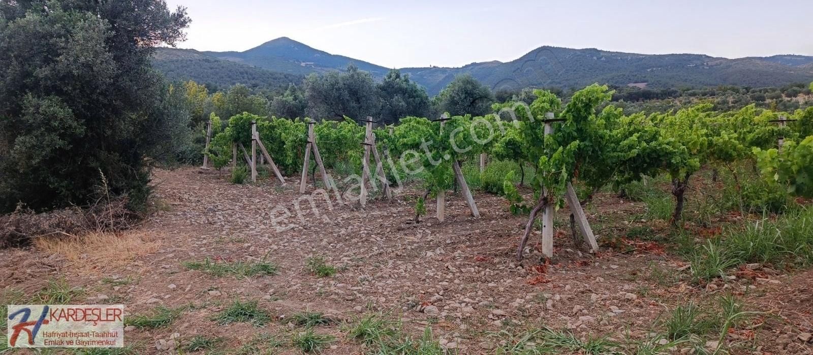 Pamukova Ahılar Mah. Bakımlı Müşküle Cinsi Telli Üzüm Bağı - Görsel 31