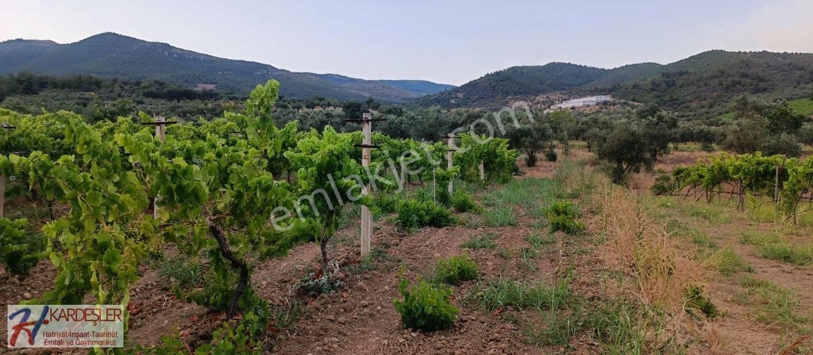 Pamukova Ahılar Mah. Bakımlı Müşküle Cinsi Telli Üzüm Bağı - Görsel 21