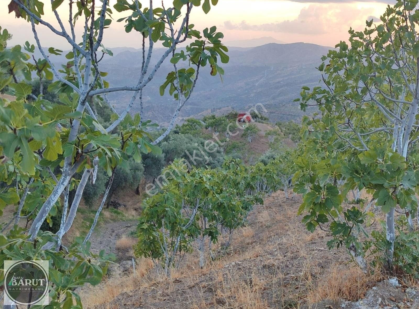 İncirliova Beyköy Satılık Tarla Harika Tek Tapu 54 Dönüm İncir Ve Zeytin Bahçesi