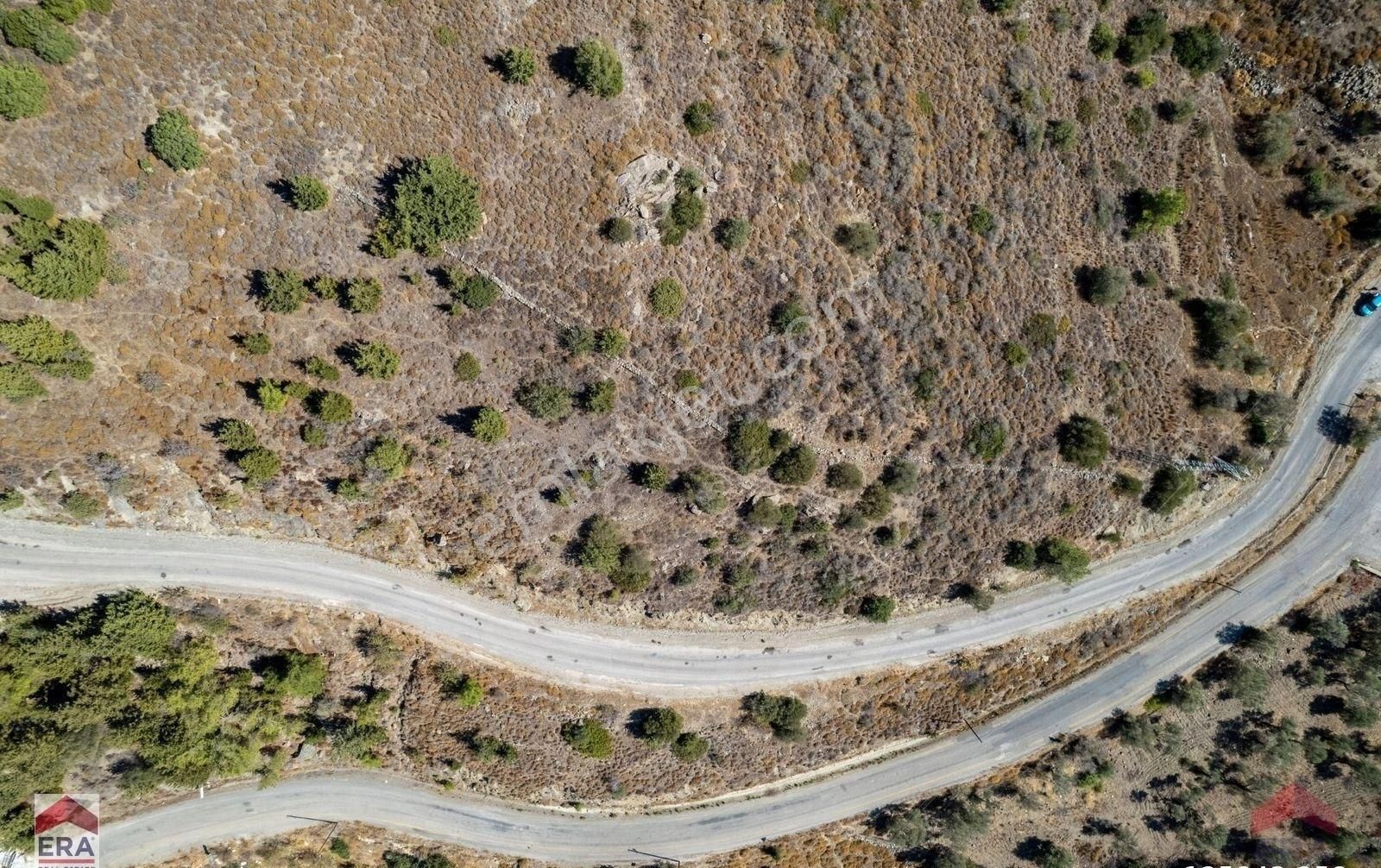 Datça Sındı Satılık Tarla Datça Sındı Yolu Üzerinde Satılık 5159 M2 Tarla Era Zeytinden