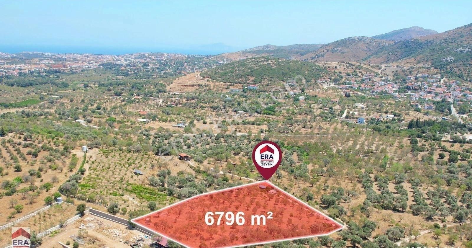 Datça Hızırşah Satılık Tarla Datça Hızırşah'ta Satılık 6796 M2 Tarla Era Zeytinden