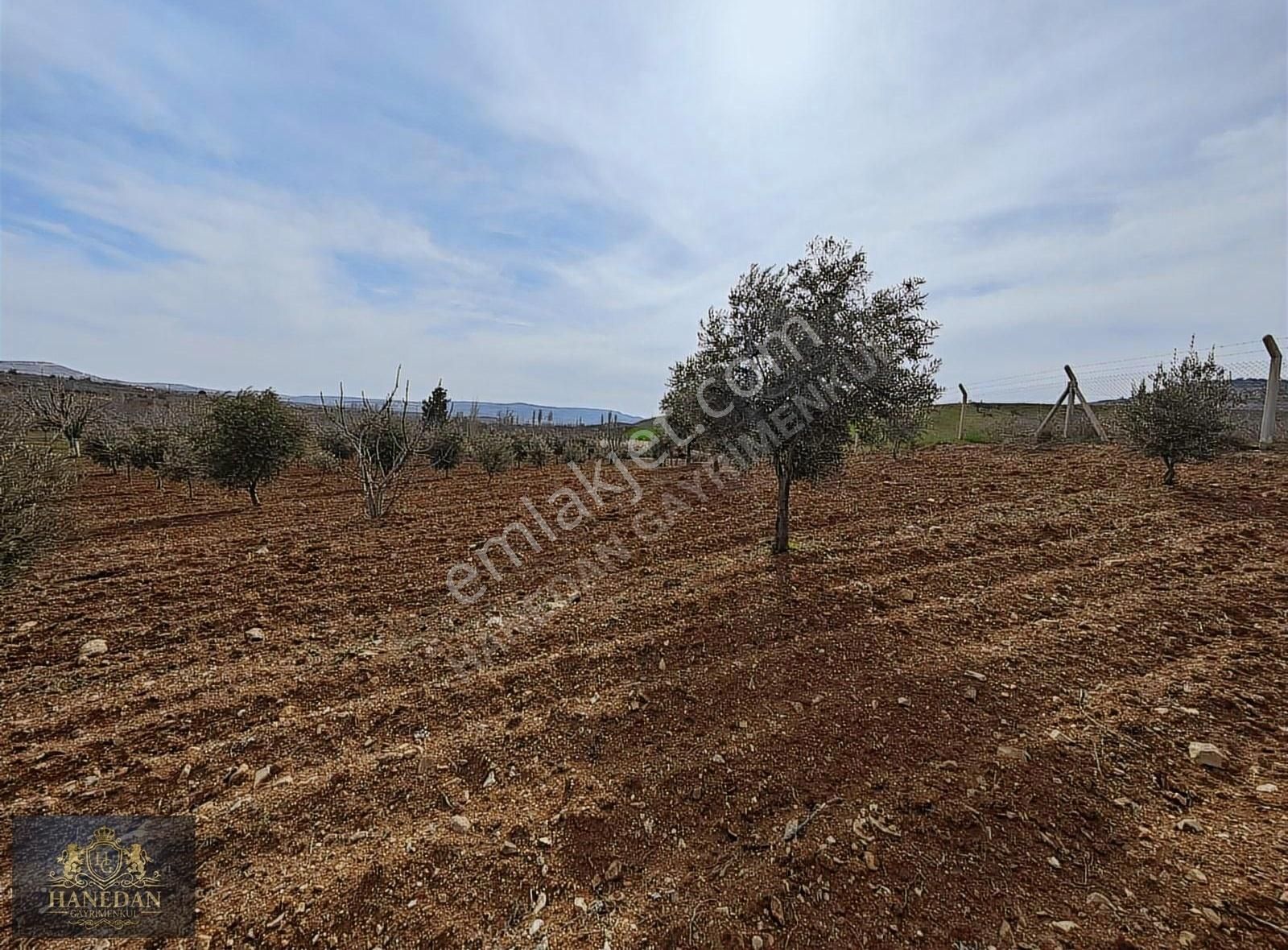 Burç Göleti Yanın'da Satılık Bagevlik Zeytinlik Hanedan Emlak'ta - Görsel 13