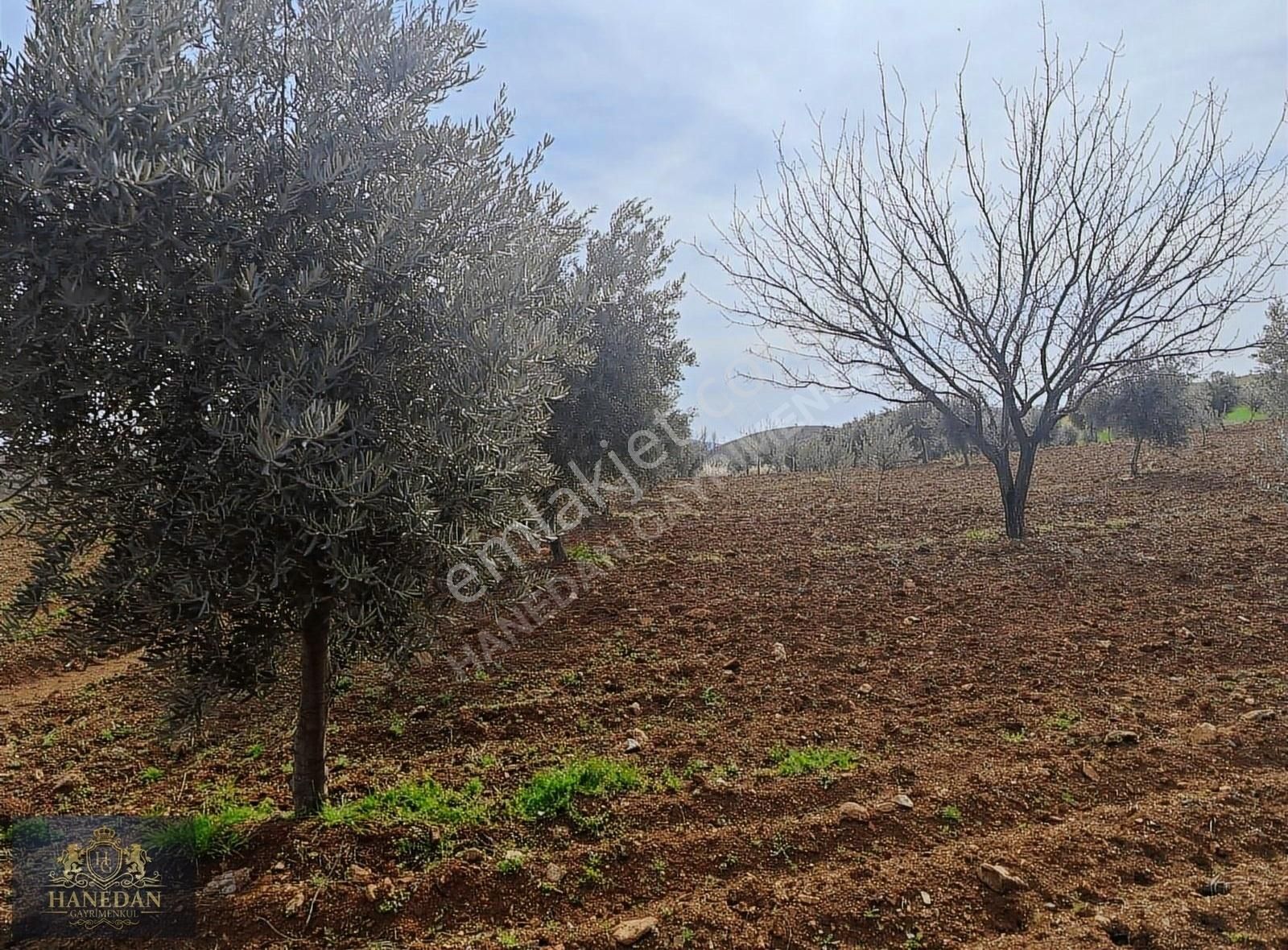 Burç Göleti Yanın'da Satılık Bagevlik Zeytinlik Hanedan Emlak'ta - Görsel 15