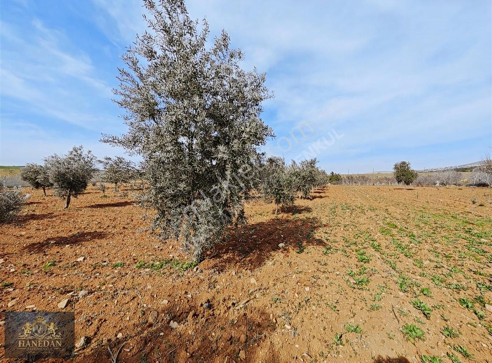 Burç Göleti Yanın'da Satılık Bagevlik Zeytinlik Hanedan Emlak'ta - Görsel 18
