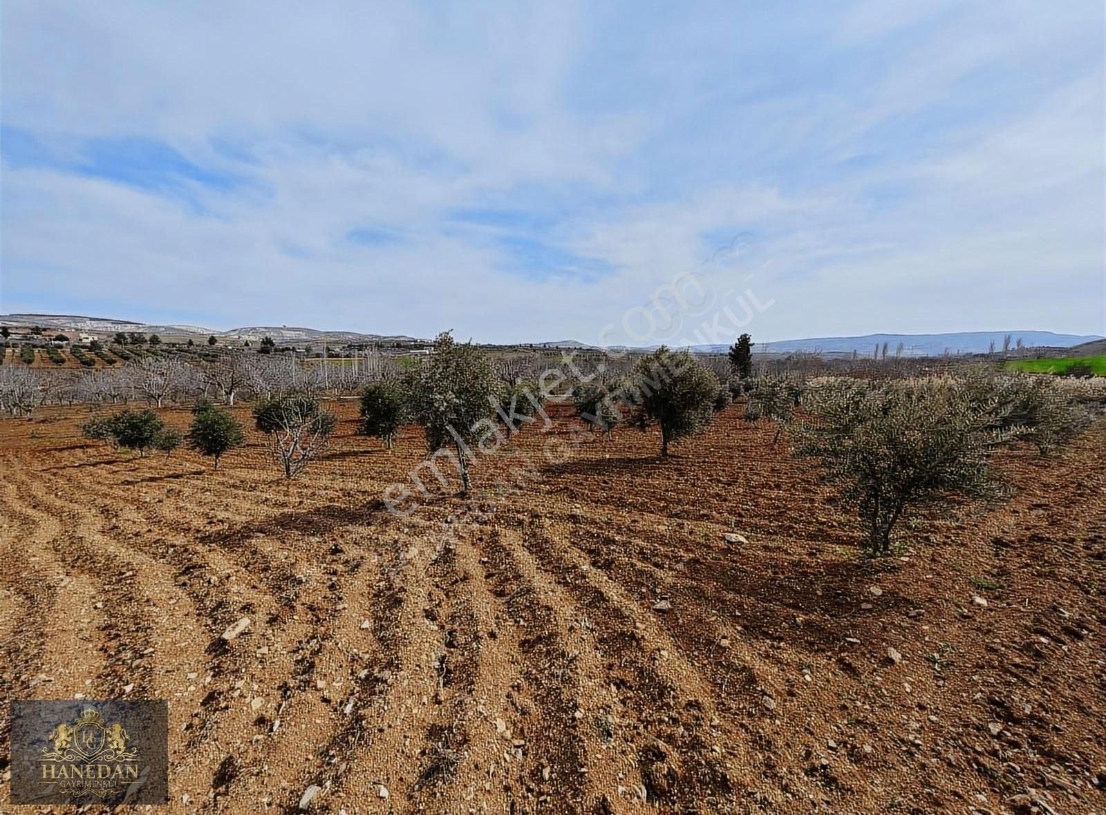 Burç Göleti Yanın'da Satılık Bagevlik Zeytinlik Hanedan Emlak'ta - Görsel 7