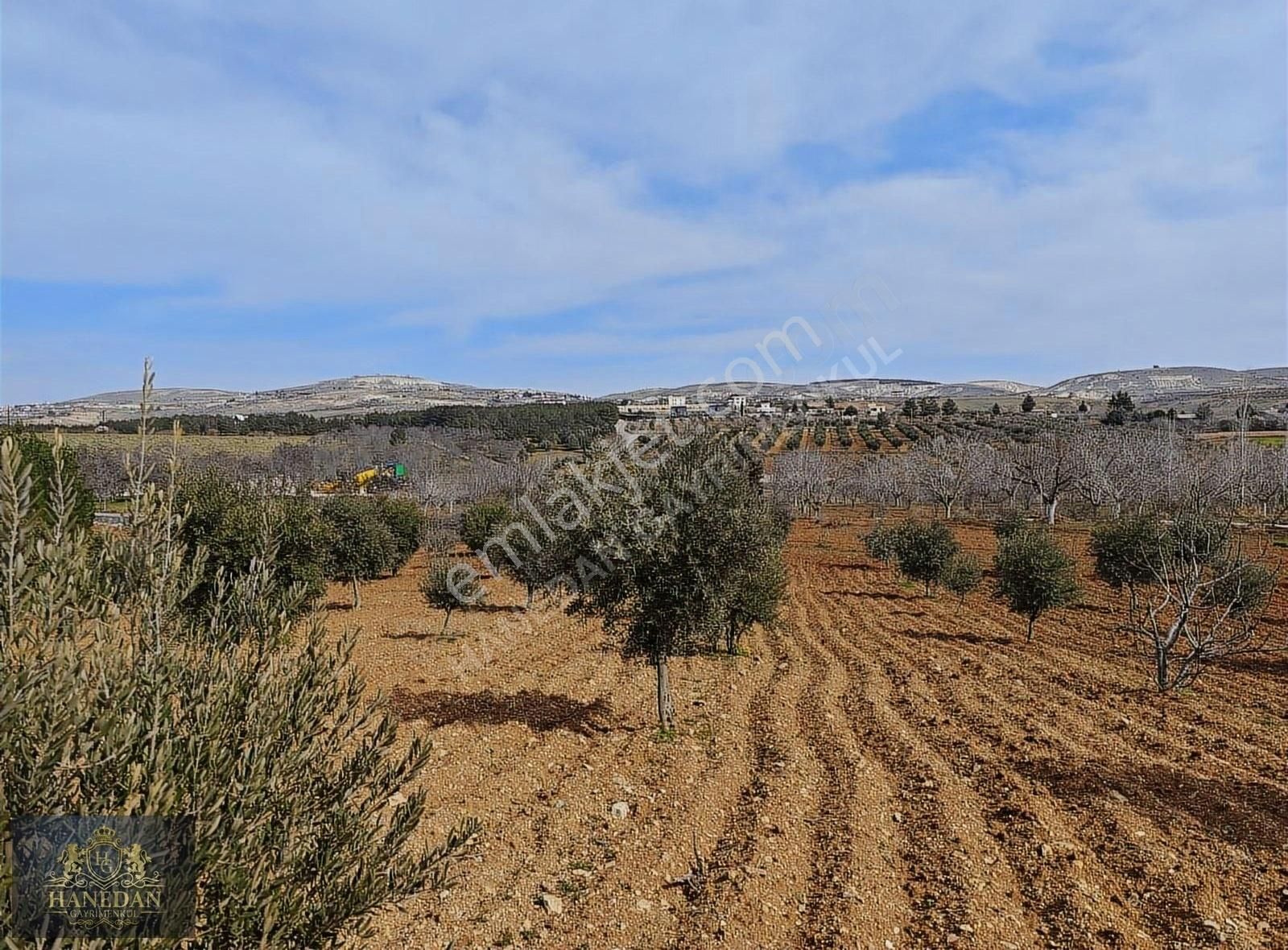 Burç Göleti Yanın'da Satılık Bagevlik Zeytinlik Hanedan Emlak'ta - Görsel 6