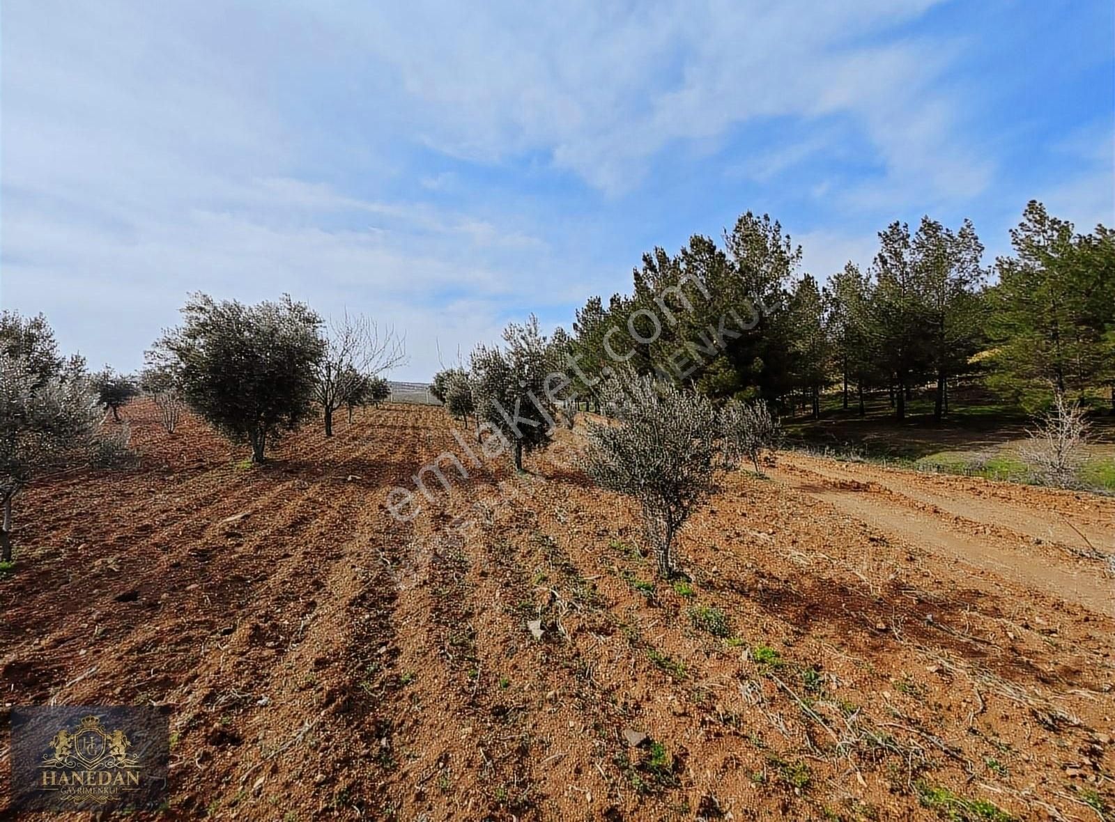 Burç Göleti Yanın'da Satılık Bagevlik Zeytinlik Hanedan Emlak'ta - Görsel 14