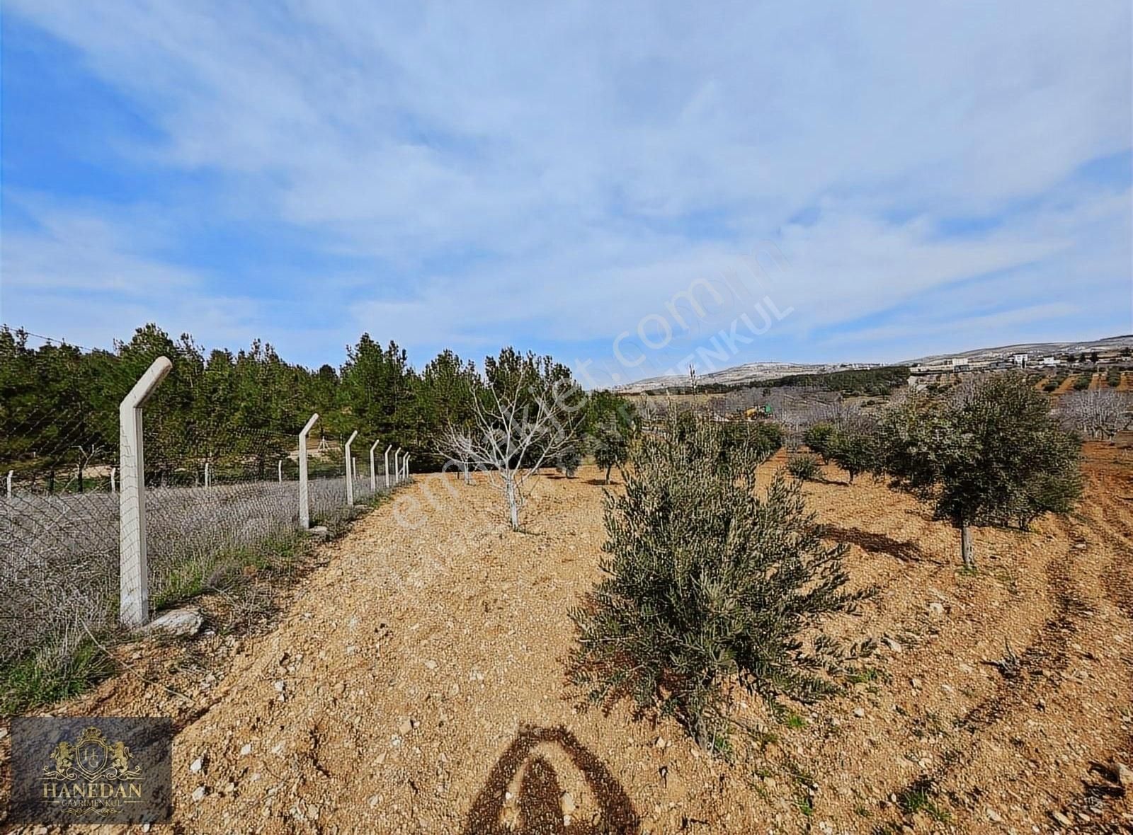 Burç Göleti Yanın'da Satılık Bagevlik Zeytinlik Hanedan Emlak'ta - Görsel 8