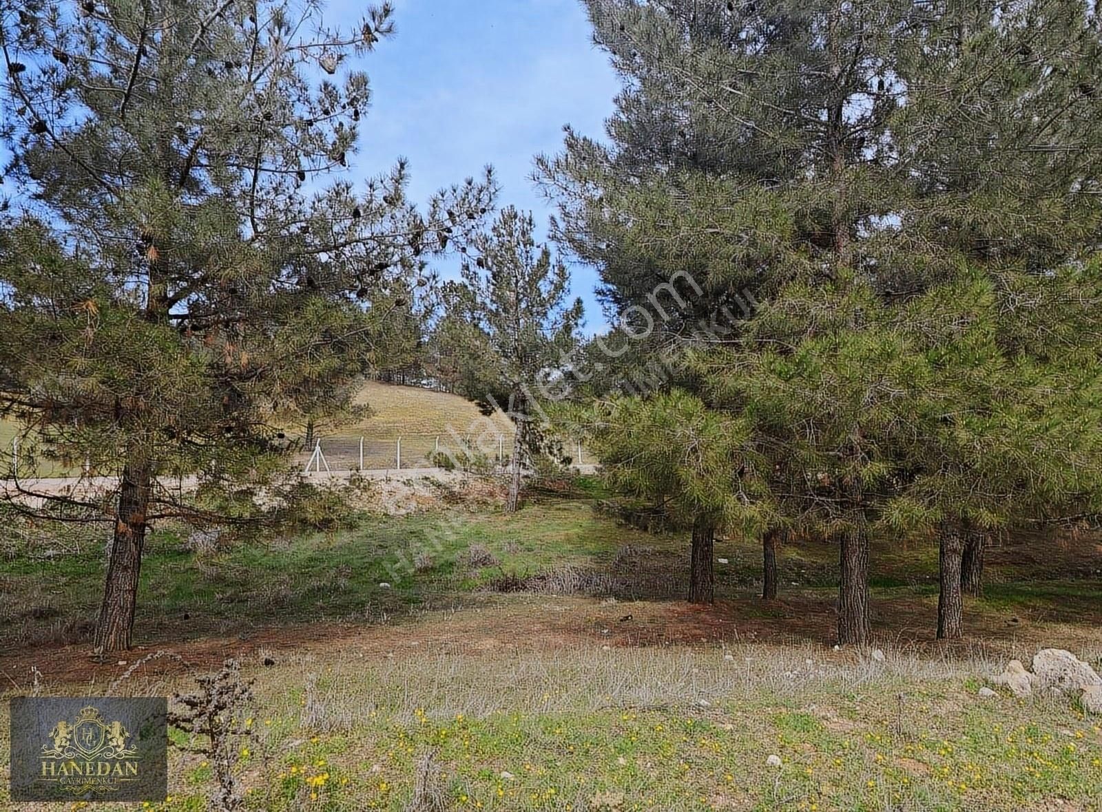 Burç Göleti Yanın'da Satılık Bagevlik Zeytinlik Hanedan Emlak'ta - Görsel 5