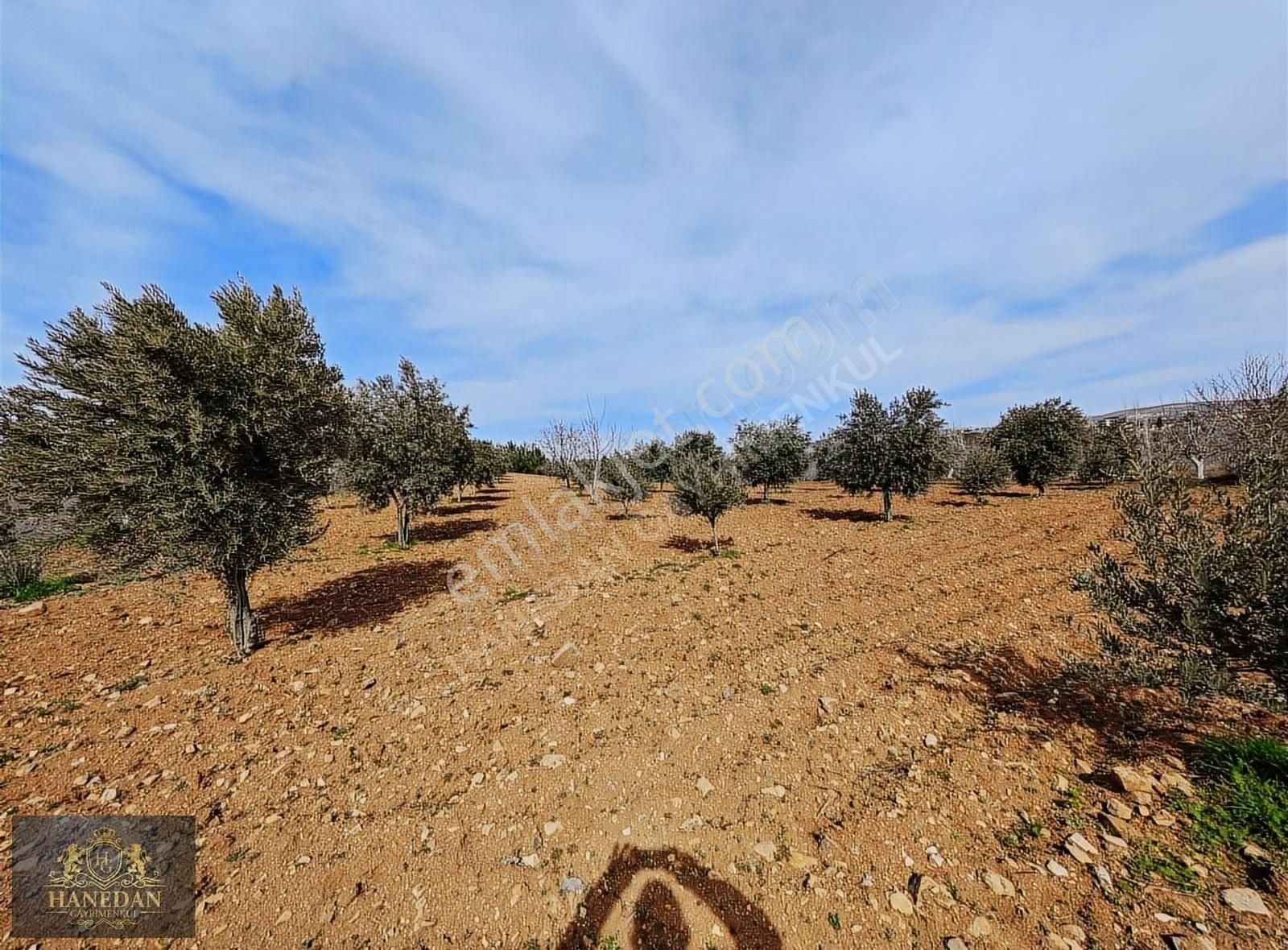 Burç Göleti Yanın'da Satılık Bagevlik Zeytinlik Hanedan Emlak'ta - Görsel 17