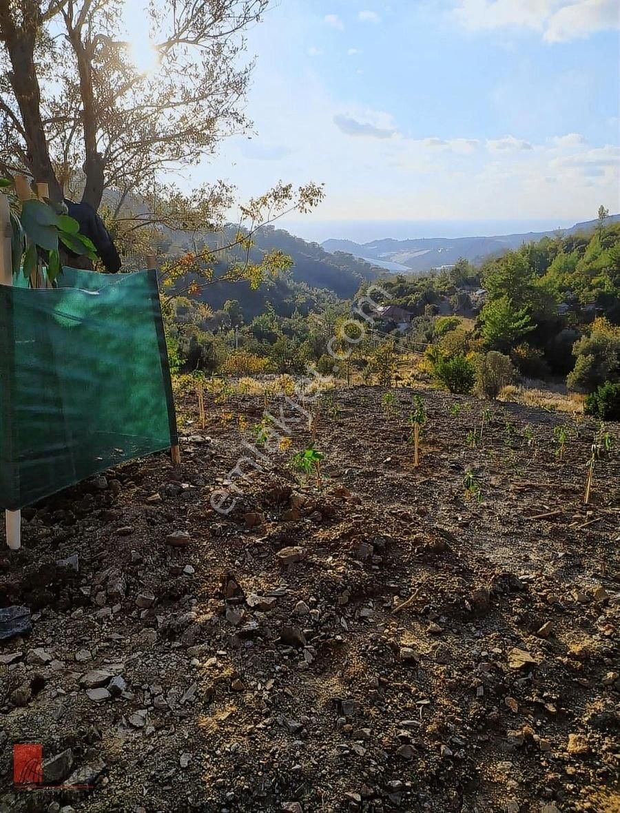 Alanya Hocalar Satılık Tarla ALANYA HOCALAR'DA SATILIK TEK TAPU 4 DÖNÜM AVOKADO TARLASI