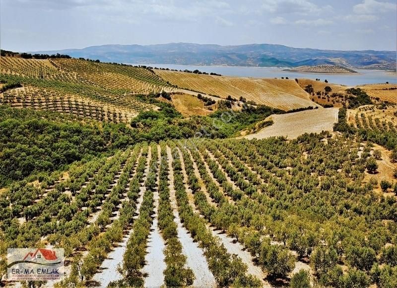 Salihli Hacıköseli Satılık Zeytinlik Salihli'de Satılık Baraj Manzaralı 25476 M2 Zeytinlik (video)