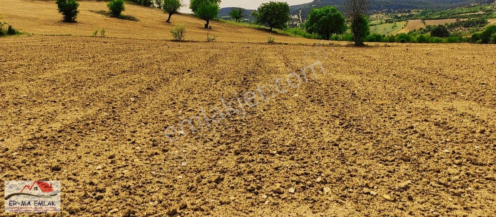 Selendi Çanşa Satılık Tarla SELENDİ'DE SATILIK 13 DÖNÜM DÜZ TARLA