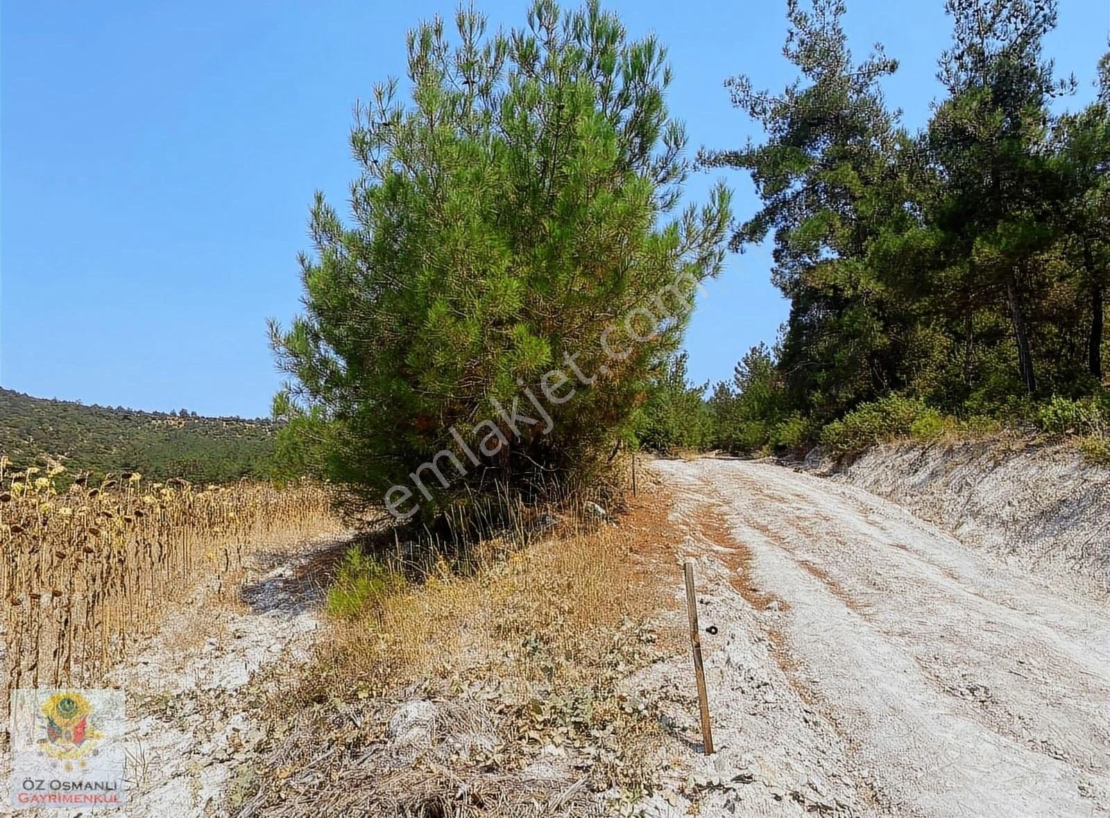 Osmaneli Günüören Köyü Satılık Tarla 3.5 Dönüm Resmi Yolu Olan Günüören Köyünde Satılık Arazi