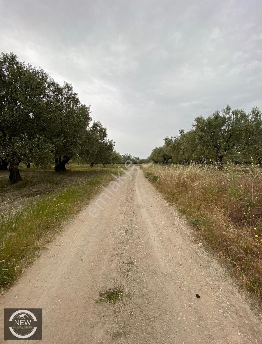 New Gayrimenkul'den Alay Karşısı 7.250 M2 Satılık Kupon Zeytinlik - Görsel 4