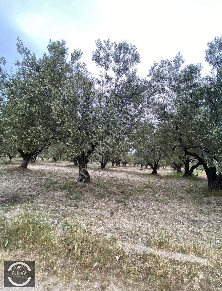 New Gayrimenkul'den Alay Karşısı 7.250 M2 Satılık Kupon Zeytinlik - Görsel 7