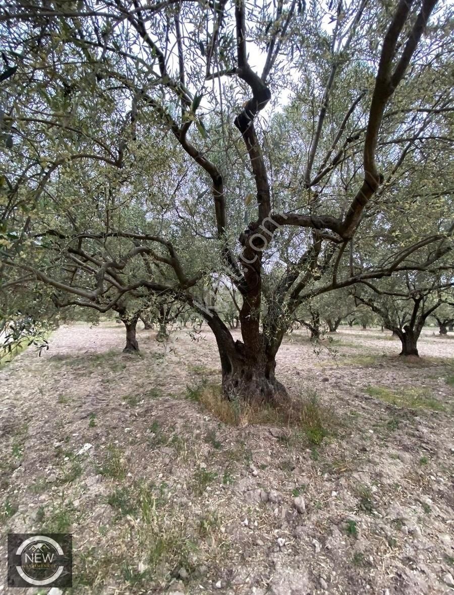 New Gayrimenkul'den Alay Karşısı 7.250 M2 Satılık Kupon Zeytinlik - Görsel 8